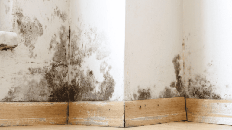 Mold After Water Damage In Tampa: Will Insurance Pay For It? post